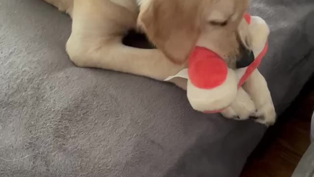 Puppy’s and steak go together