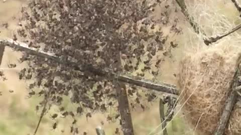 A Ball of Baby Spiders