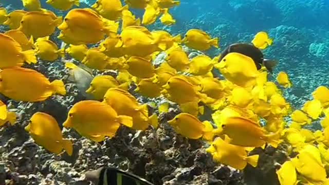 underwater#yellowtang