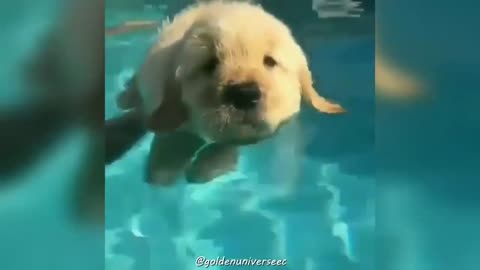cute puppy