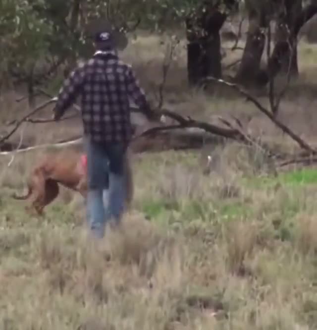 This kangaroo knows how to box