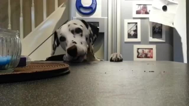 Naughty Dalmatian steals a donut
