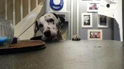 Naughty Dalmatian steals a donut