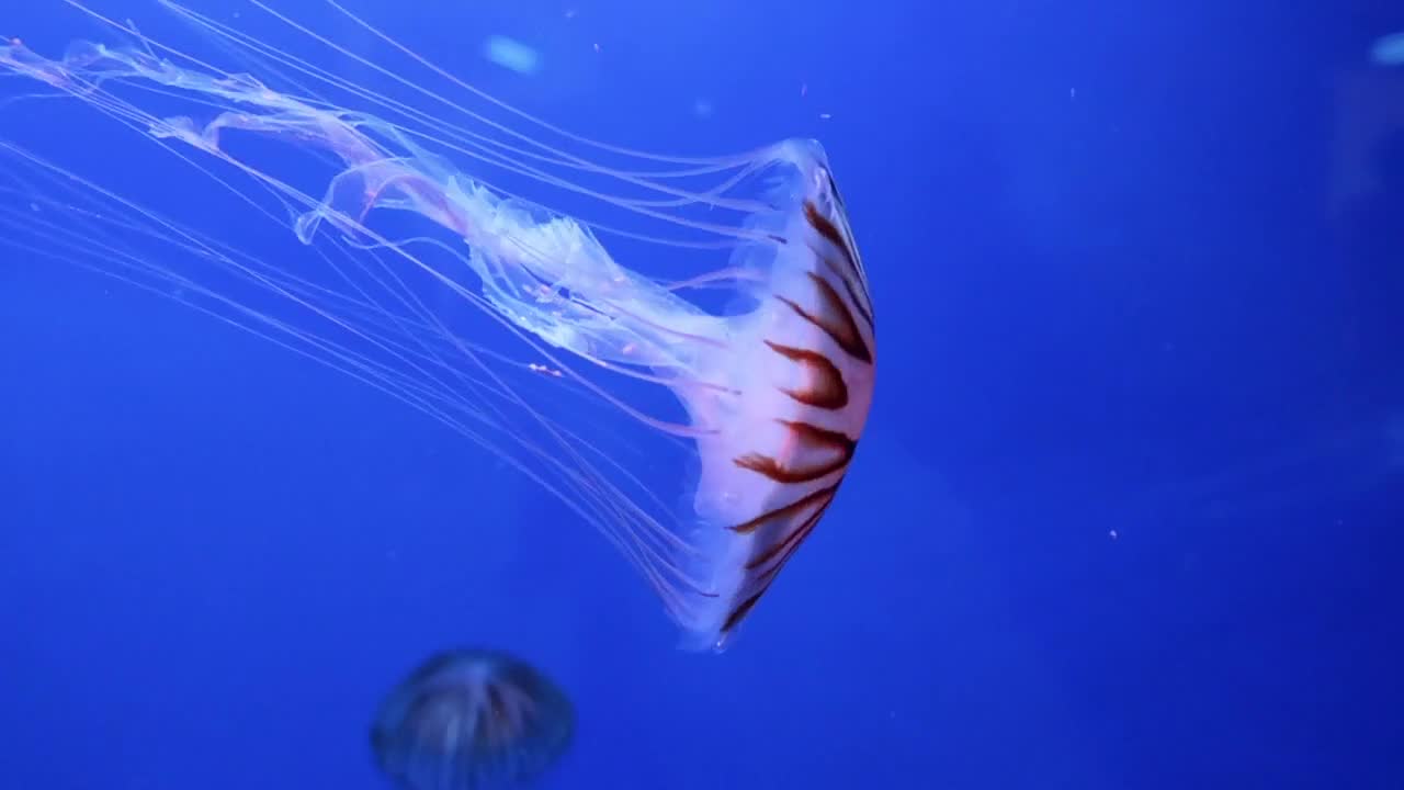 Fish on the bottom of the ocean.