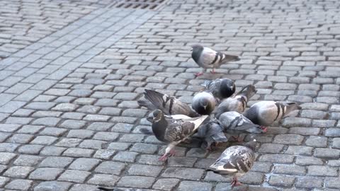 Pigeons eating on brick street slow motion