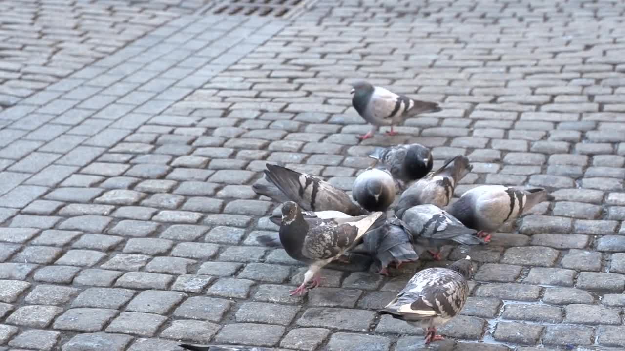 Pigeons eating on brick street slow motion