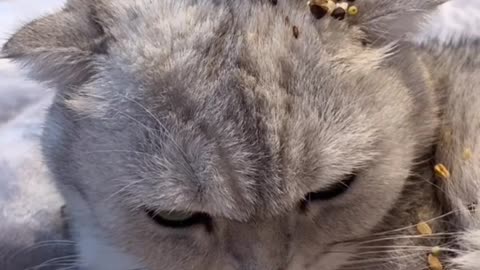 A small hamster actually eats on a kitten's head, isn't it afraid?