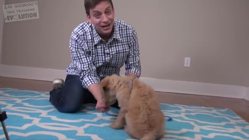 3 very easy things to teach your new dog