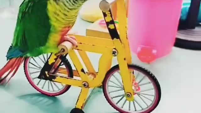 funny baby parrot playing with cycle ||shorts