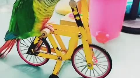 funny baby parrot playing with cycle ||shorts