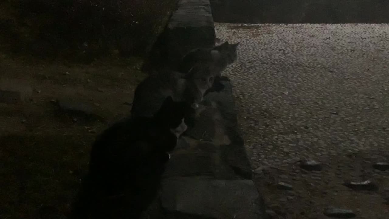 three cute cats