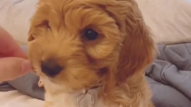 Cute dog funny moment 2022 | dog very funny video| cute honny2022