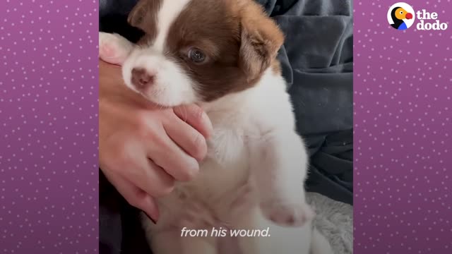 Tiny Puppy Gets So Much Bigger Than His Teddy Bear The Dodo Little But Fierce