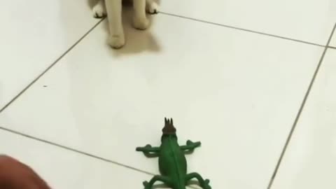 cat scared to see lizard