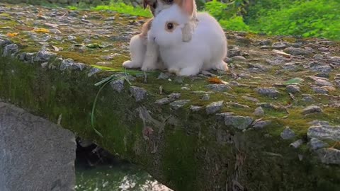 The dog is a good friend to the rabbit.