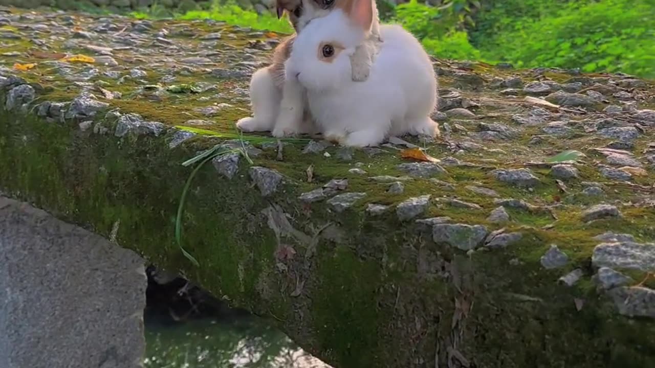 The dog is a good friend to the rabbit.