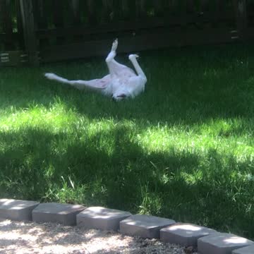 Dog rolling in bunny poop