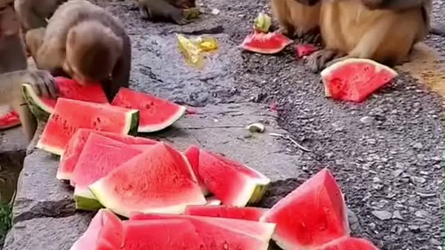 🐒 🐒 let's today eat watermelon