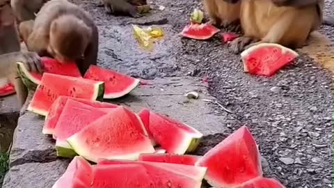 🐒 🐒 let's today eat watermelon