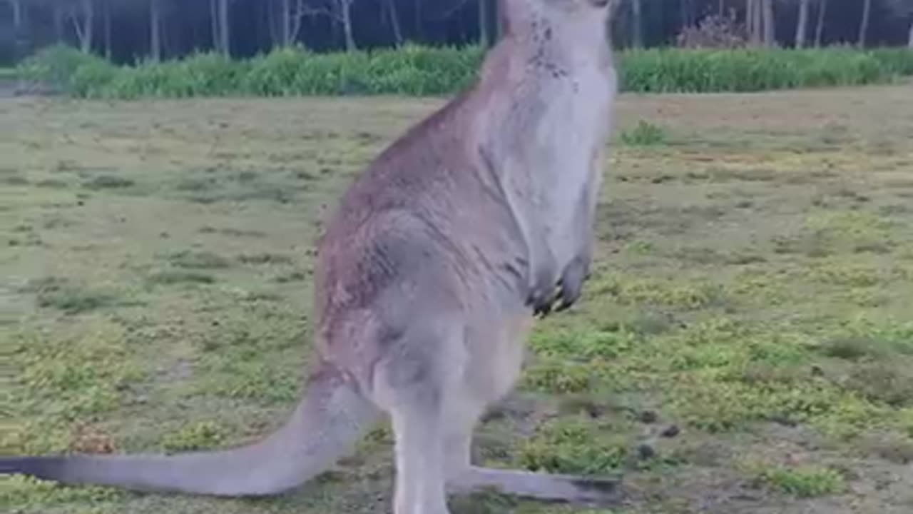 The baby kangaroo goes into its mother's pouch