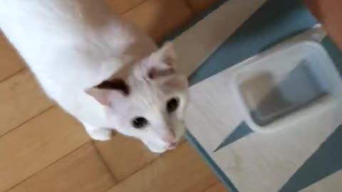 A cat that makes meow noises for a snack.