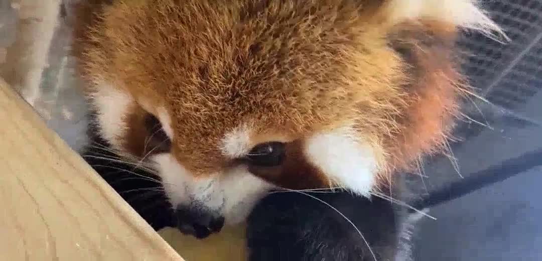 fruit that can make the little panda delicious! Maybe there are only apple slices!