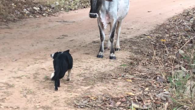 Fearless Pup Keeps Cows Moving