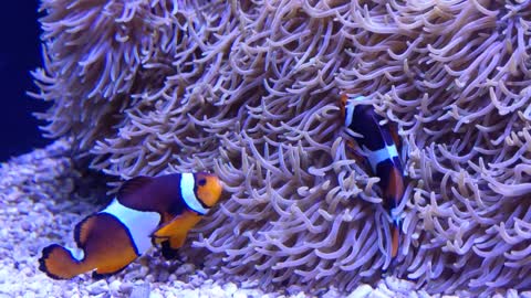 Clownfish at the Seattle Aquarium