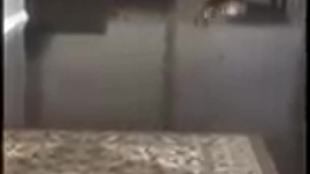 π±π±π± Watch These Funny Cats And Relaxπ±π±π±