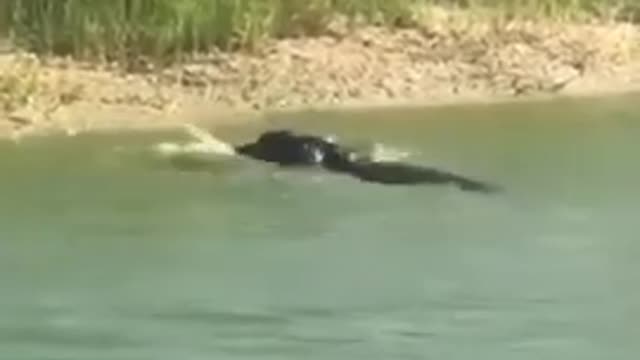 Crocodile_attacks_from_behind_Python_#short_#snake_#shortvideo(480p)