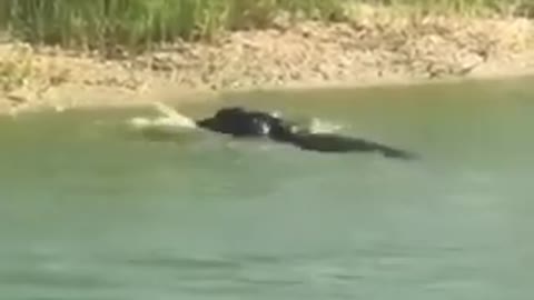 Crocodile_attacks_from_behind_Python_#short_#snake_#shortvideo(480p)