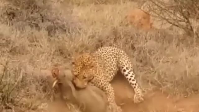 Leopard Digging out Warthog in its burrow.