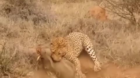 Leopard Digging out Warthog in its burrow.