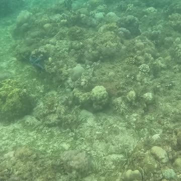 Snorkeling Adventures Philippines, The reef is growing fast, red sea slugs blue starfish and fish