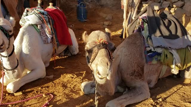 CAMELS EATING