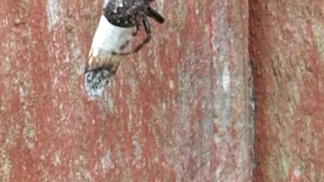 Spider Spins a Joint