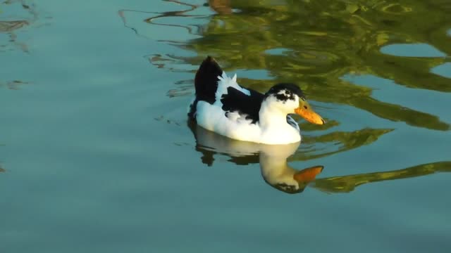 Black and white duck on the lake - With great music