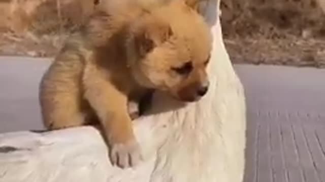 Dog#pets#animal-viral video