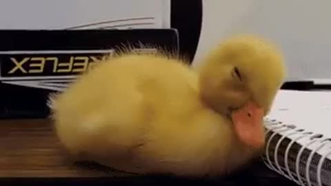 A duckling gets a little sleepy