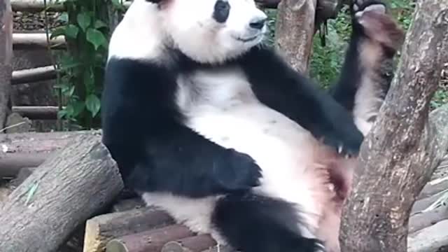 The lovely panda is tickling