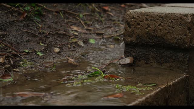 [SLEEP] peacefully with this noise of rain | - TO RELAX