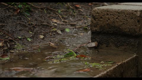 [SLEEP] peacefully with this noise of rain | - TO RELAX