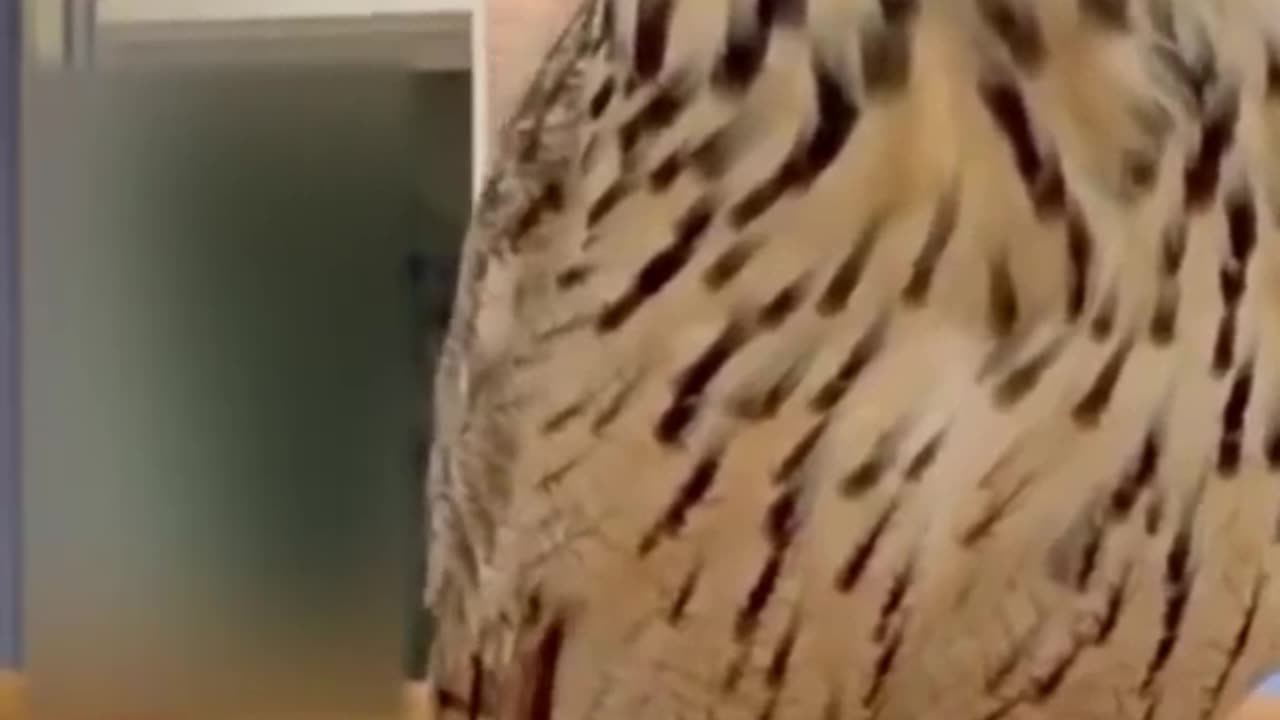 Animal vid to make you smile