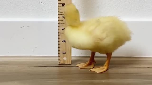 From duckling to adult in 45 days