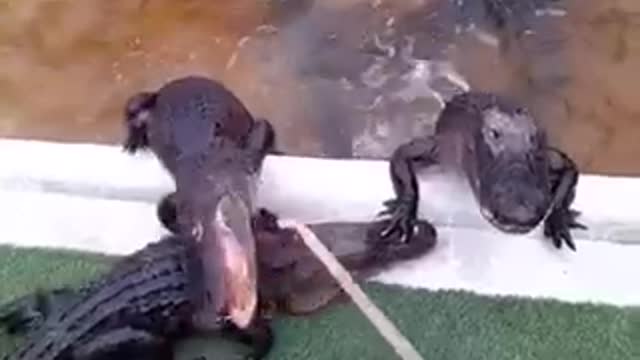 Fascinating HOW TO PROFESSIONAL ALLIGATOR TRAINER Tactics That Can Help Your Business Grow