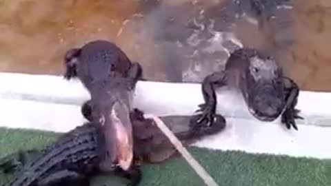 Fascinating HOW TO PROFESSIONAL ALLIGATOR TRAINER Tactics That Can Help Your Business Grow