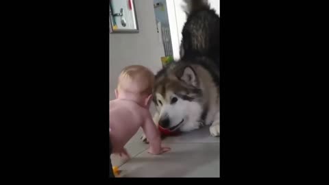 Who will keep the ball?! 😍 Baby or dog?