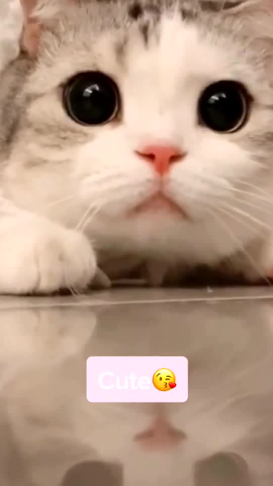 I’m watching you.🐱❤️