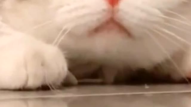 I’m watching you.🐱❤️