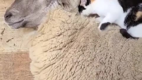 Cute cat does a massage for a sheep